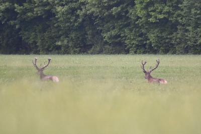 Cerf élaphe