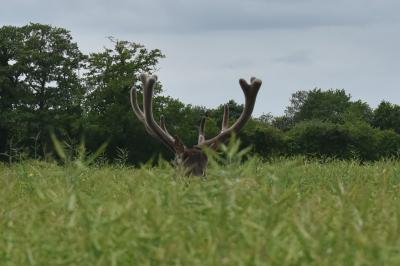 Cervus elaphus