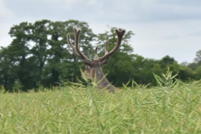 Cerf élaphe