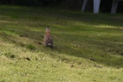 Lapin de garenne