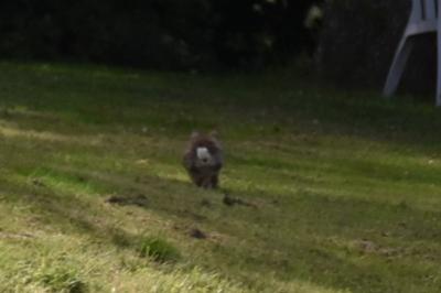 Lapin de garenne