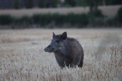 Sanglier