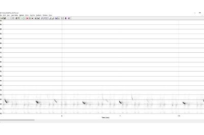 Noctule de Leisler