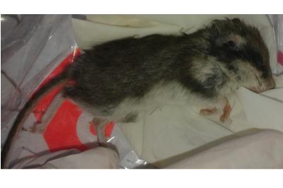 Lérot