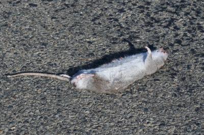 Rat surmulot