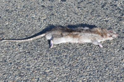 Rat surmulot