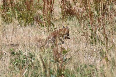Renard roux