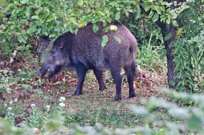 Sanglier