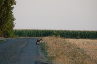 Renard roux