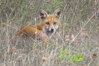 Renard roux