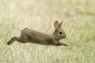 Oryctolagus cuniculus