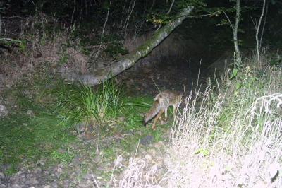 Renard roux