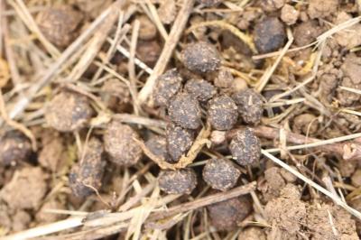 Oryctolagus cuniculus