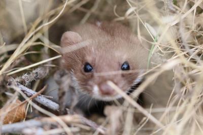 Mustela nivalis