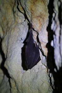 Grand rhinolophe