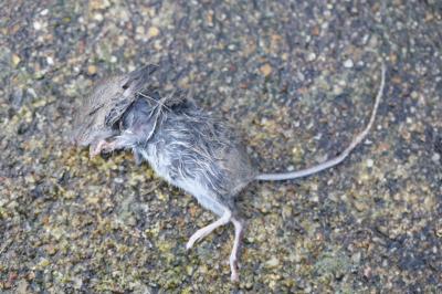 Souris grise