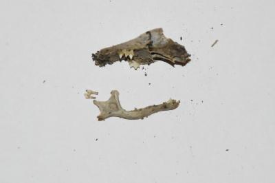 Talpa europaea