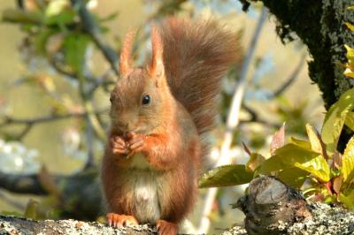 Sciurus vulgaris