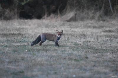 Vulpes vulpes