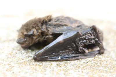 Pipistrelle commune