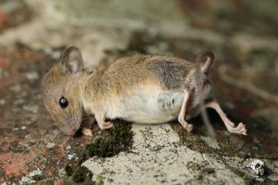 Apodemus sylvaticus