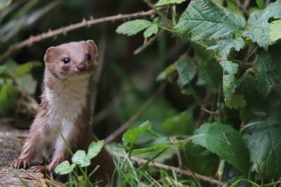 Mustela nivalis