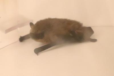 Pipistrelle commune