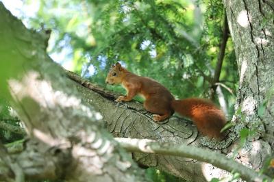 Sciurus vulgaris