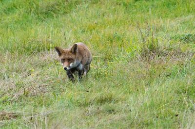 Renard roux
