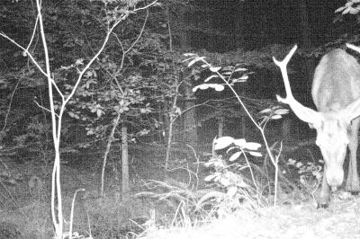 Cerf élaphe