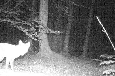 Renard roux