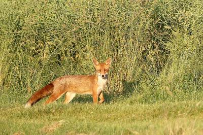 Renard roux