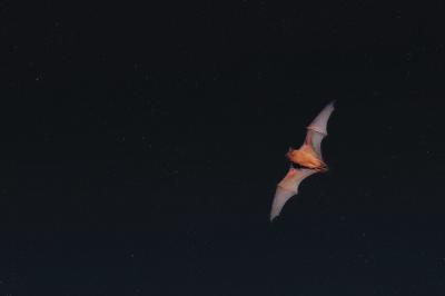 Nyctalus noctula