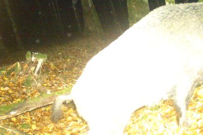 Sanglier