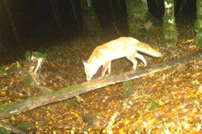 Renard roux