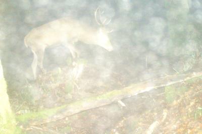 Cerf élaphe