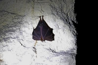 Grand rhinolophe