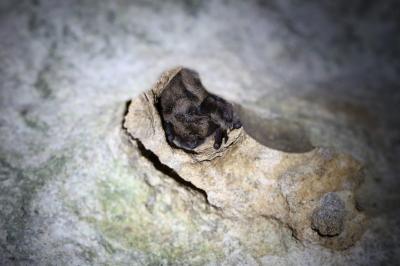 Murin à oreilles échancrées