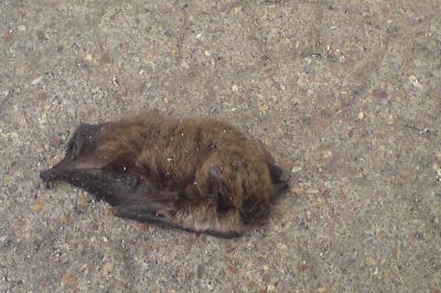 <i>Murin à museau sombre (Myotis alcathoe/mystacinus/brandtii)</i>
