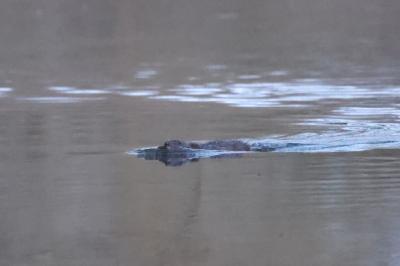 Ondatra zibethicus
