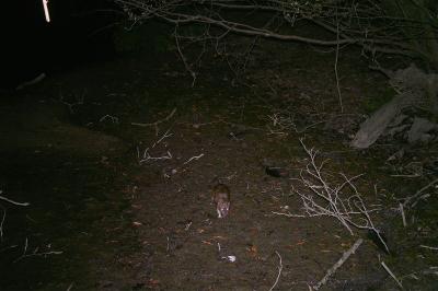 Rattus norvegicus