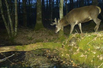 Cerf élaphe