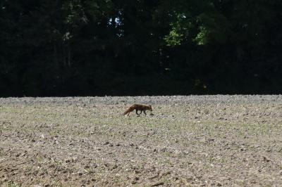 Renard roux