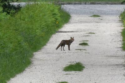Renard roux
