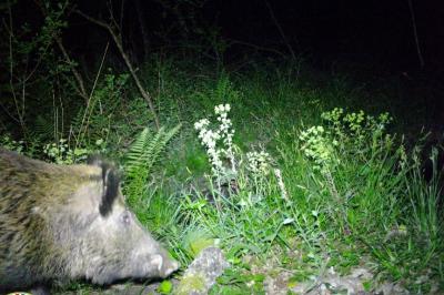 Sanglier