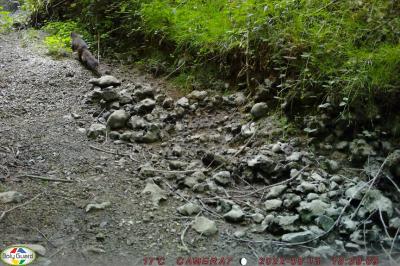 Martre des pins