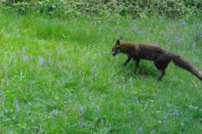 Renard roux