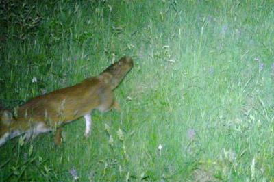 Renard roux