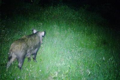 Sus scrofa