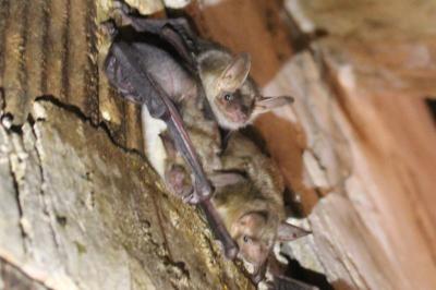 Myotis myotis